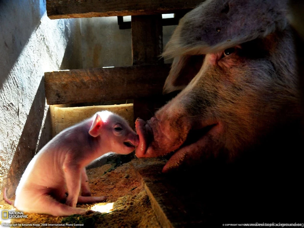 Mother Pig And Piglet Picture, Animal Wallpapers   National ...