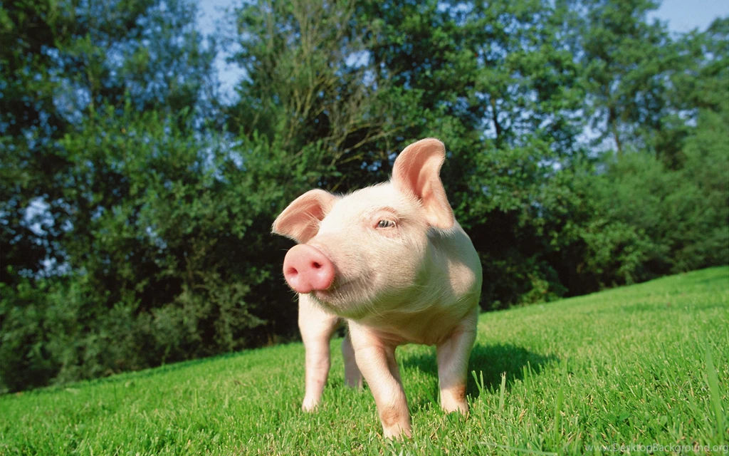 Ultra HD 4K Pig Wallpapers HD, Desktop Backgrounds 3840x2400