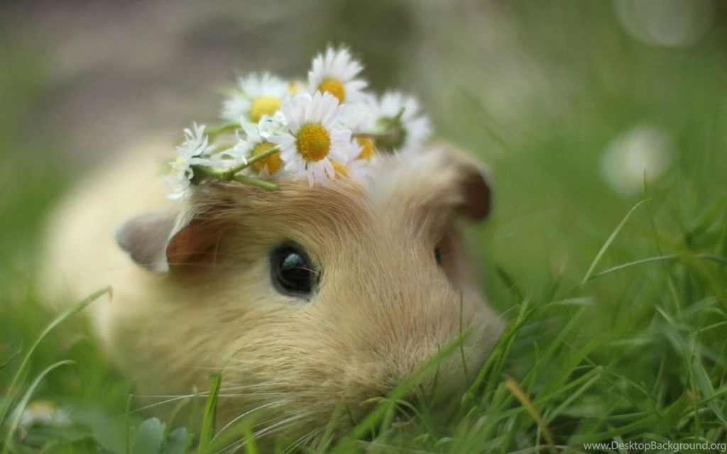 Cute Pig Wallpapers HD Free Download Of Guinea Pig