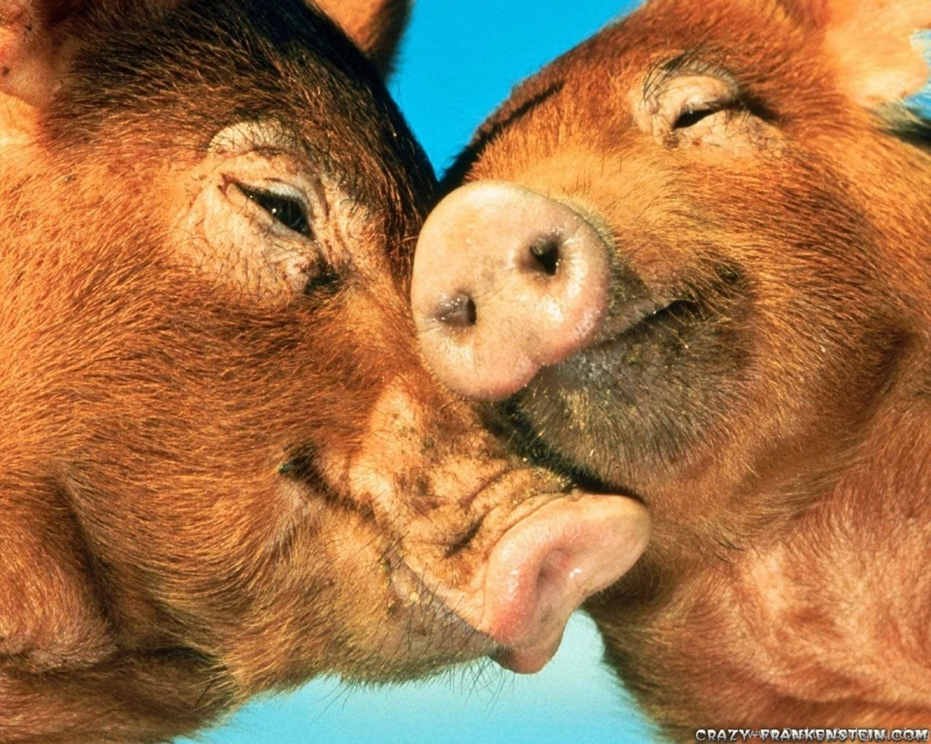 Pig Wallpapers Crazy Frankenstein