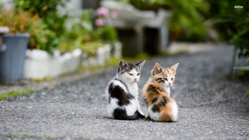 Curious Kittens Wallpapers Animal Wallpapers