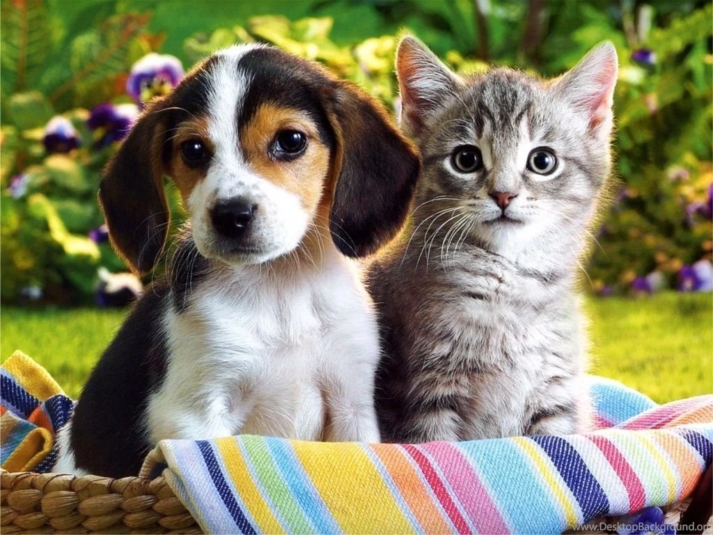 Cute Puppies And Kittens 4 Cool Wallpapers Hd Wallpapers ...