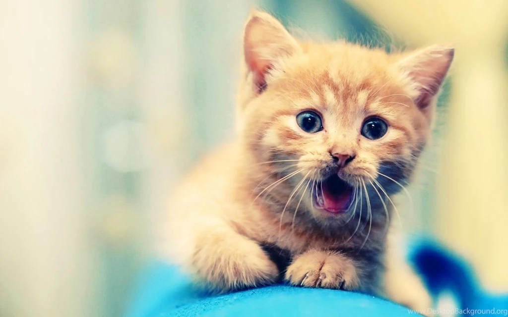 Fluffy Orange Kittens Wallpaper.