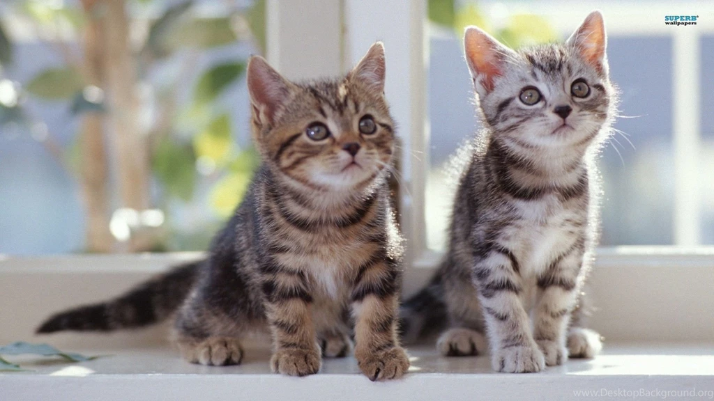 Kittens Wallpapers Animal Wallpapers
