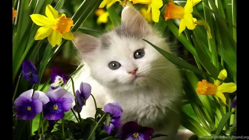 Cute White Cats And Kittens Wallpapers Part 2 MultiFunnycatvideos ...