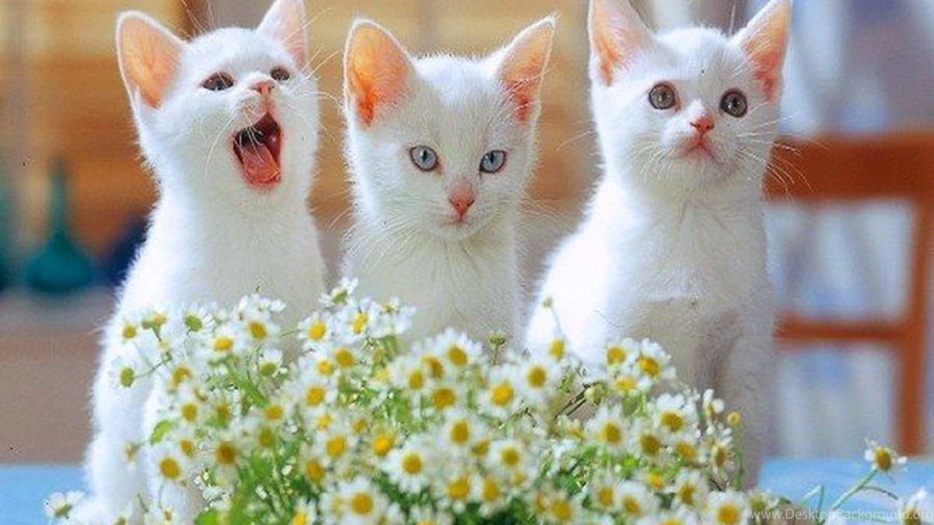 Free Cute Kitten Wallpapers