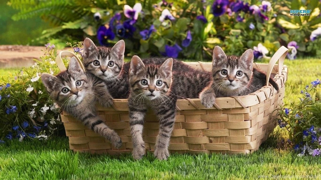Kittens Wallpapers Animal Wallpapers