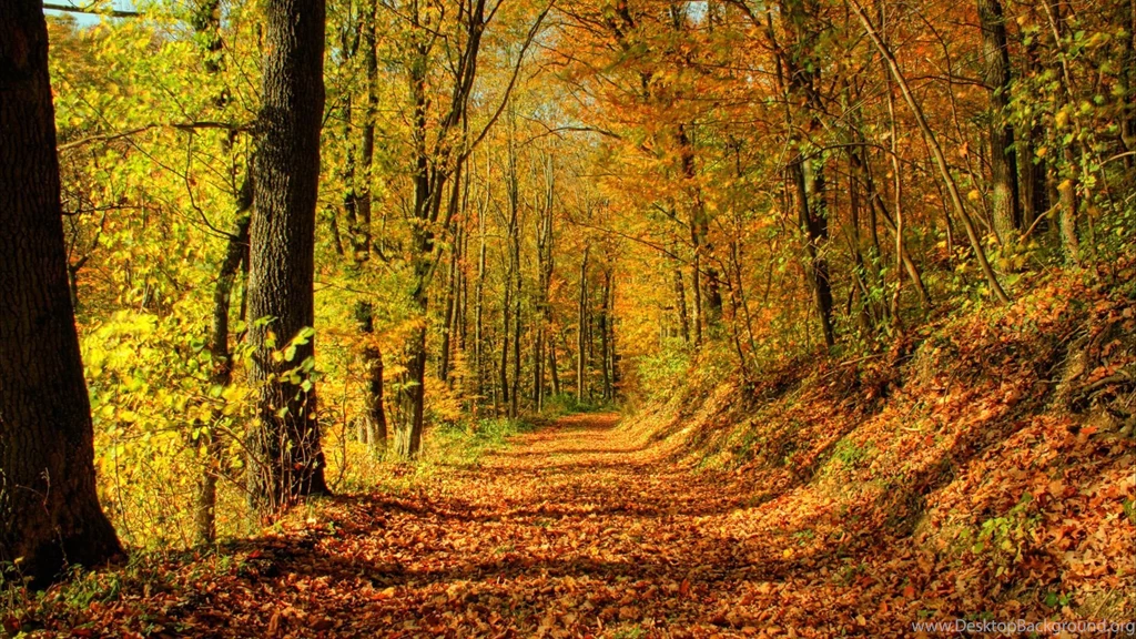Fall Wallpapers Widescreen Resolution