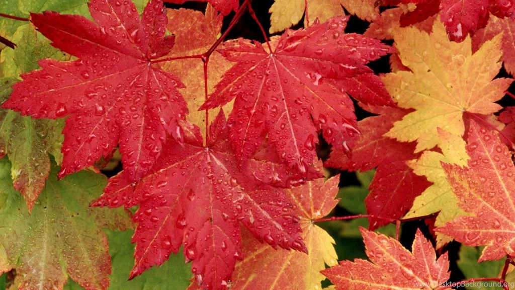 Fall Leaves Desktop Wallpapers   Widescreen HD Wallpapers