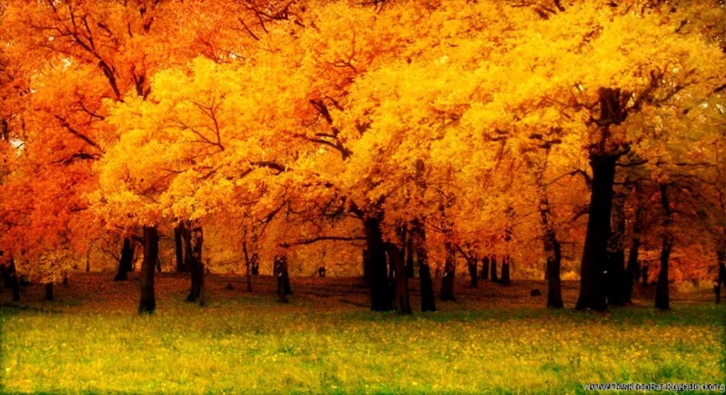 Hd Wallpapers Nature Fall