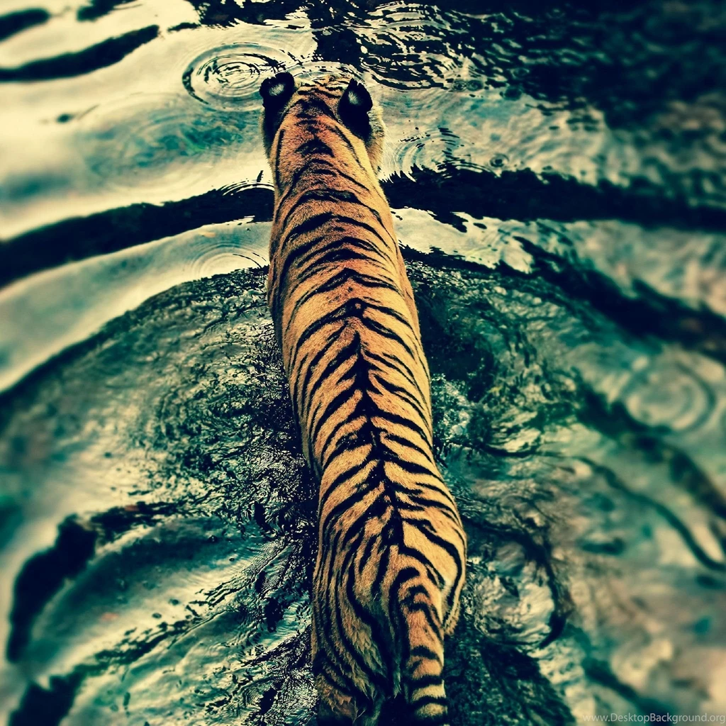 Tiger Free Ipad Wallpapers
