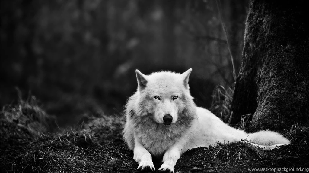 Wolf Wallpapers HD Download