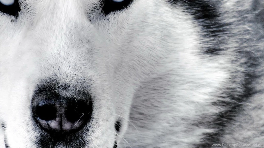 Hd Wolf Wallpapers