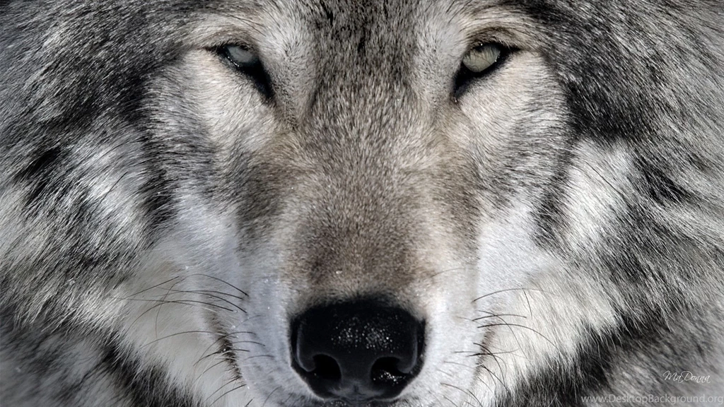 White wolf