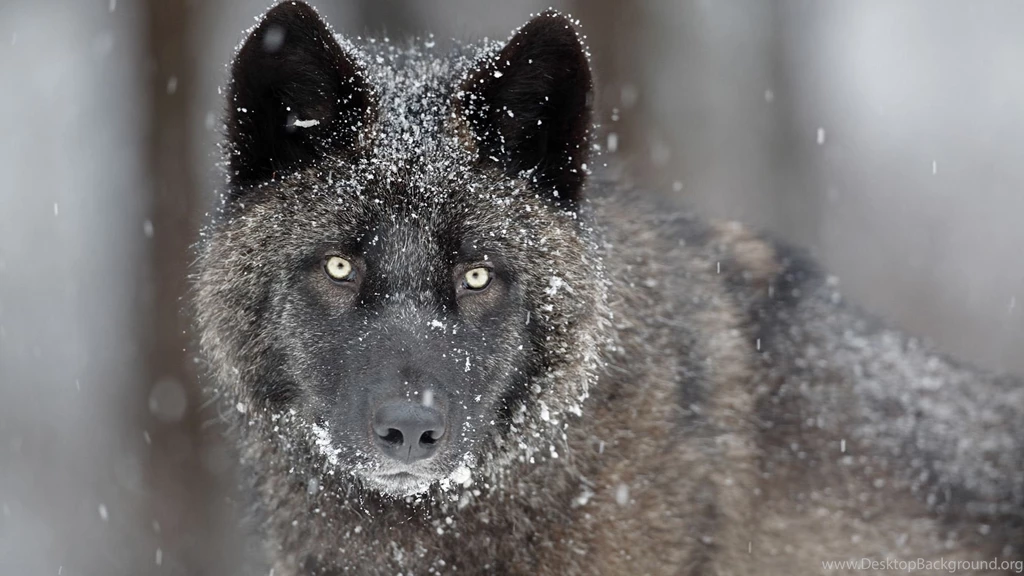 Desktop hd wild wolf pics.jpg