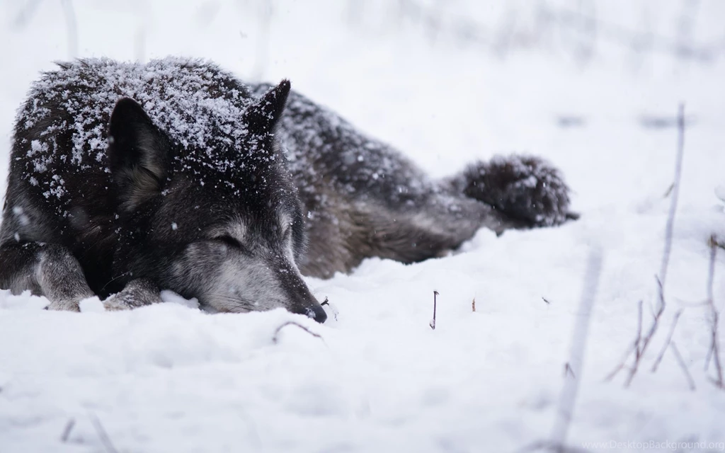 Widescreen Wolf Wallpaper Background Image High Definition Picture.jpg