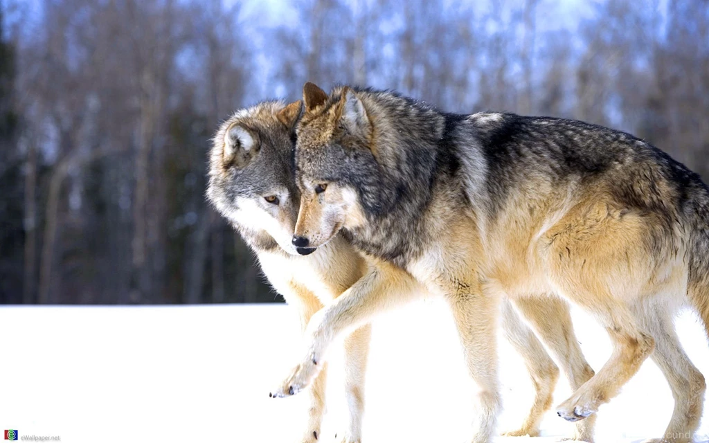 Wolf Wallpapers
