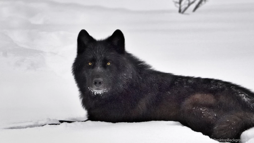 Black Wolf Wallpapers