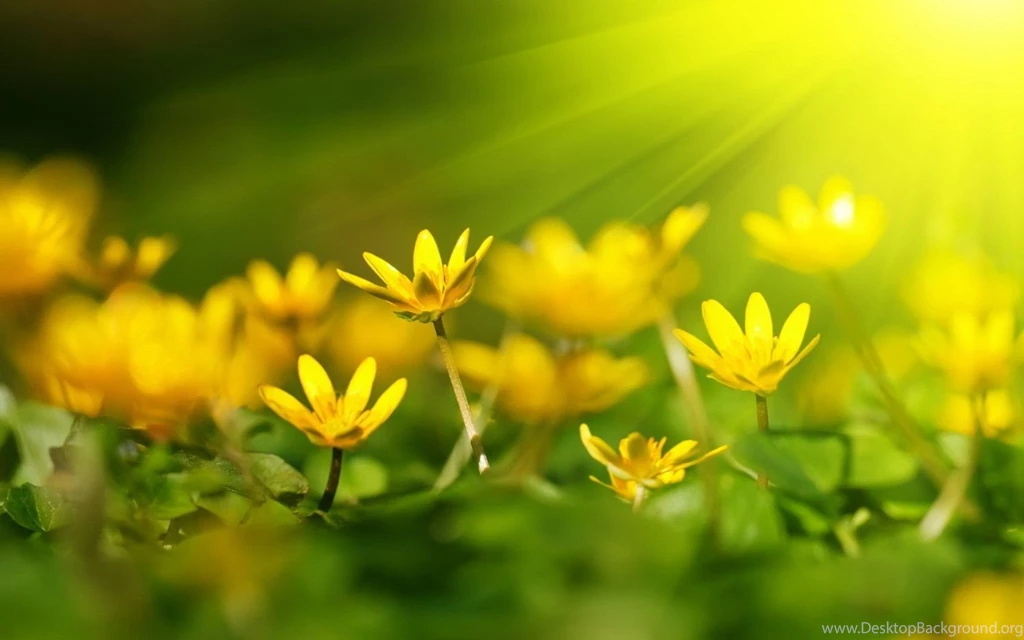 Yellow Flowers At Sunrise Wallpapers