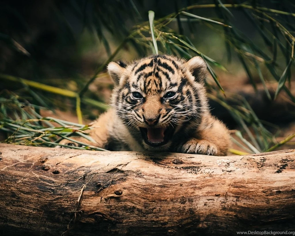 1280x1024 Tiger Cub Hd Wallpapers
