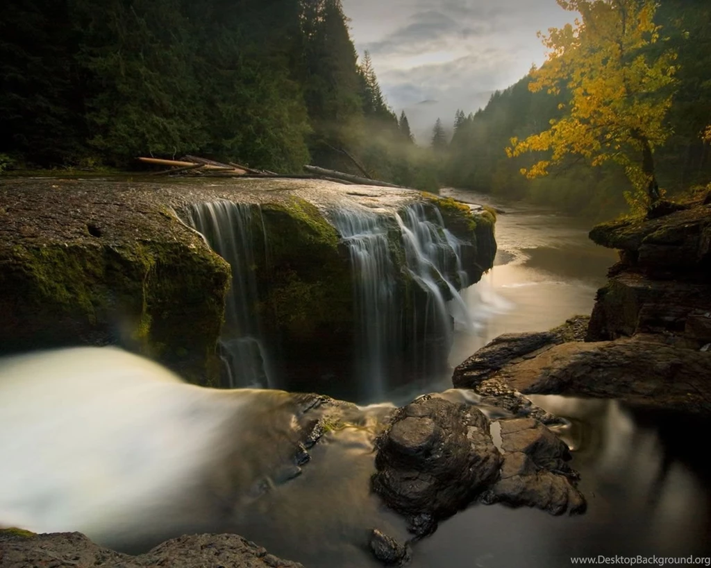 Beautiful Forest Scenery (id: 76210) – BUZZERG