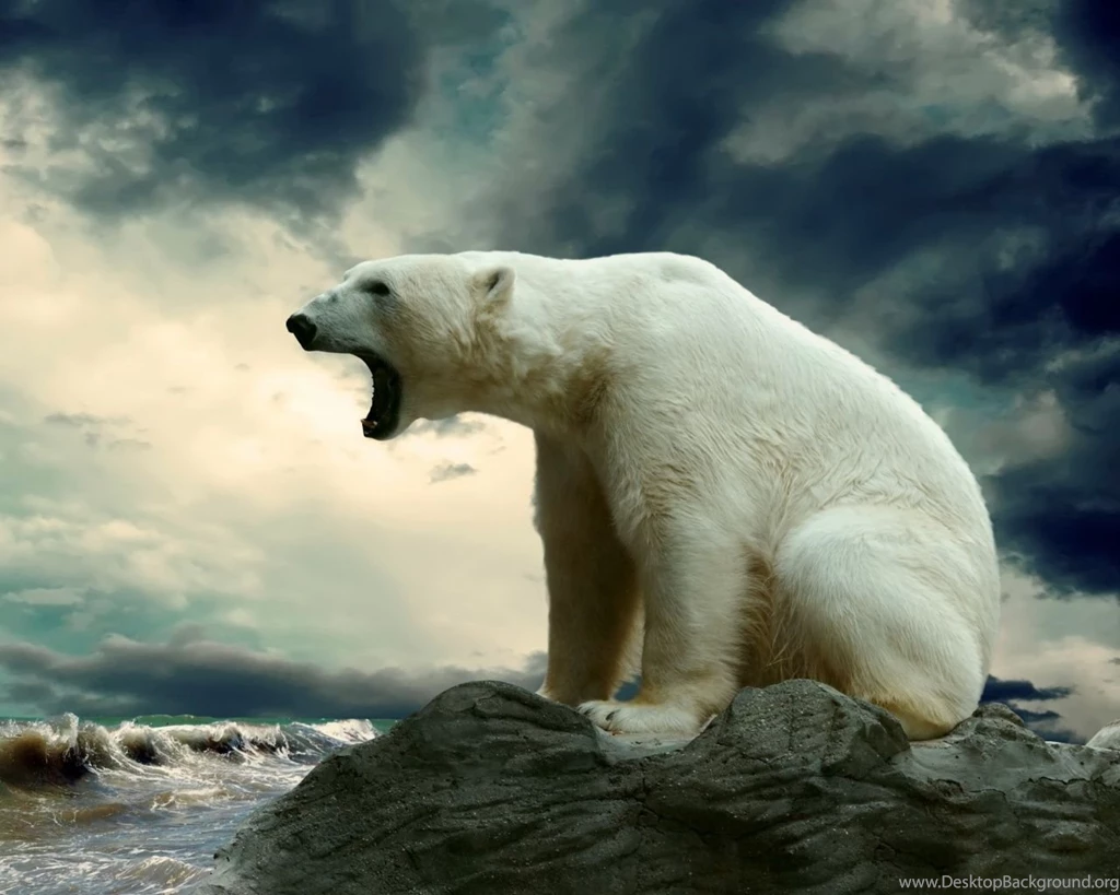 1280x1024 Polar Bear Hd Wallpapers