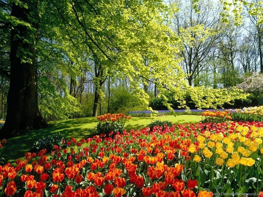 Flower wallpaper 27.jpg