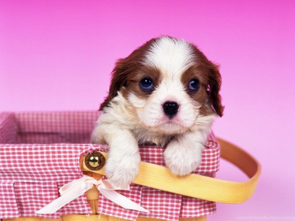 Cute Puppy Wallpapers For Computer PowerballForLife