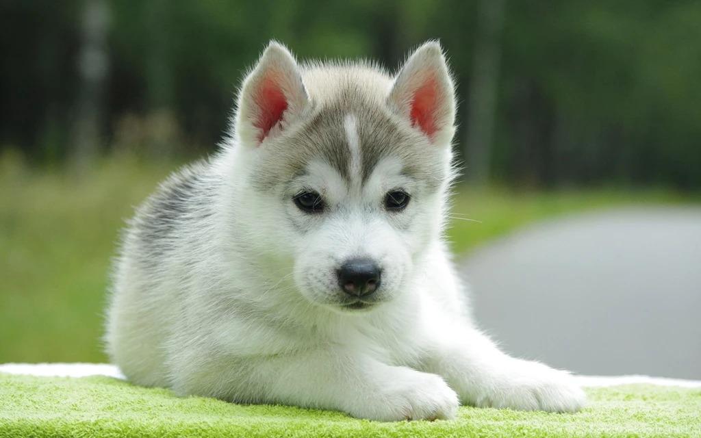 Full HD Wallpapers Cute Puppy Wallpapers HD New PowerballForLife