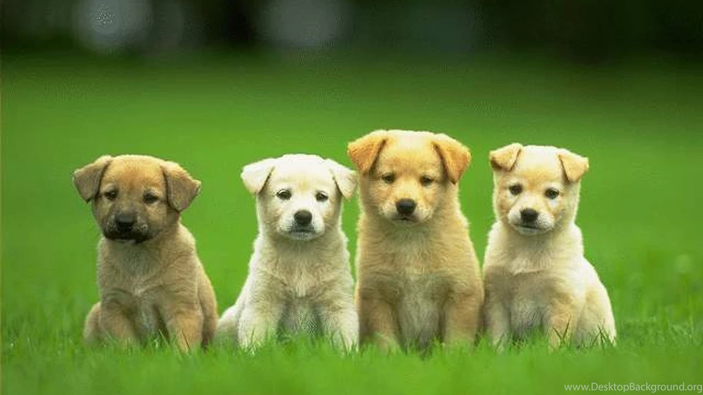 Cute Dogs And Puppies Wallpapers