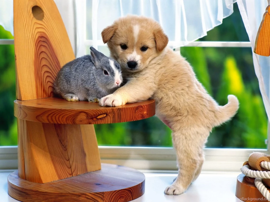 Cute Little Rabbit And Puppy Wallpapers HD