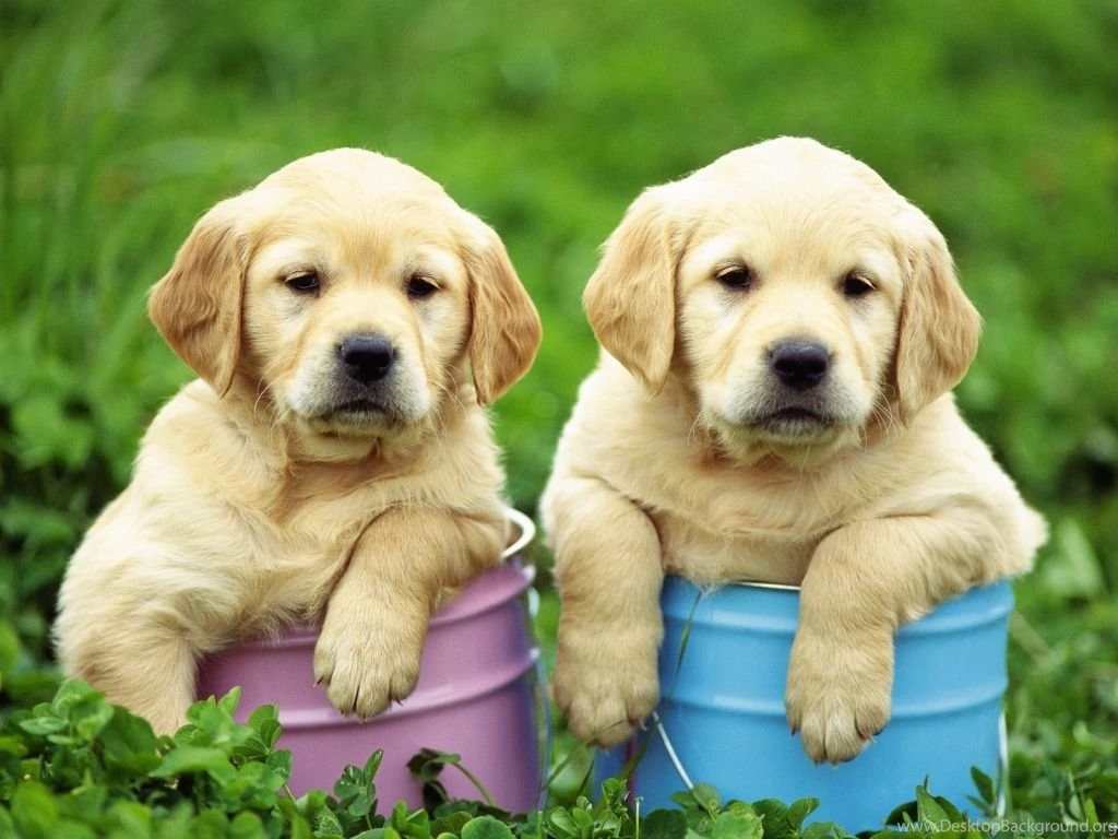 Free Puppies And Kittens Wallpapers