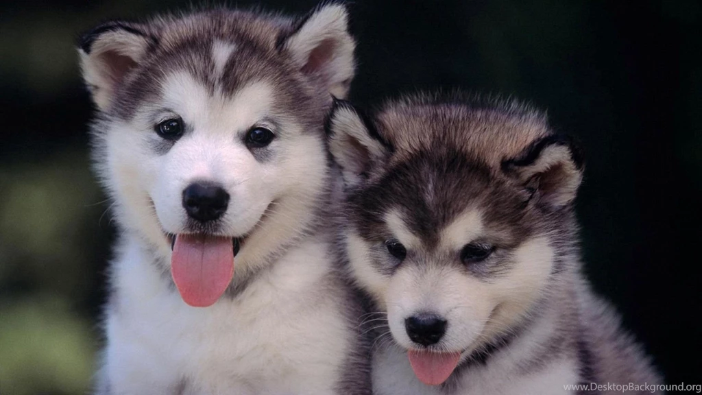 Cute Husky Puppy Wallpaper.