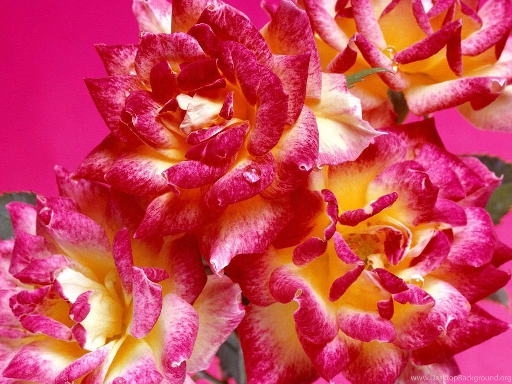Hot Pink Roses, Bunch Of Flowers Pics