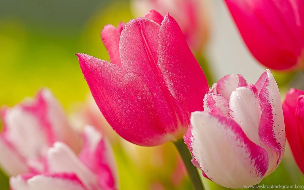 Tulip Flowers Wallpapers