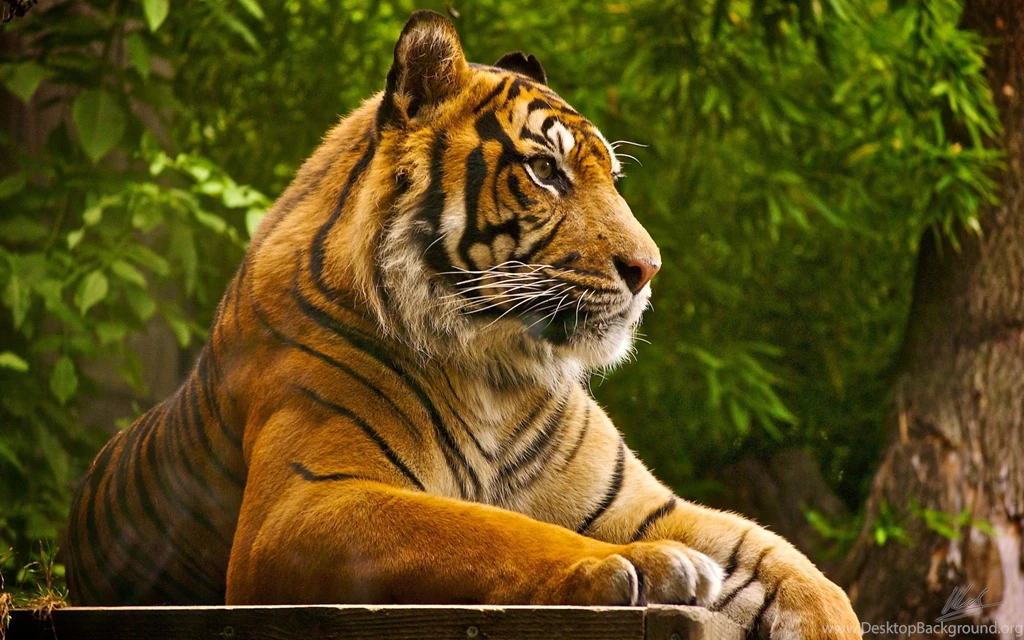 Sumatran Tiger Wallpapers