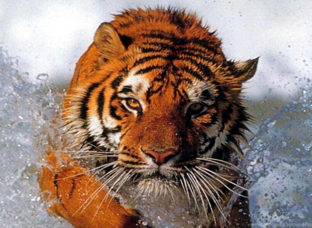 Big Tiger Wallpapers HD Wallpapers