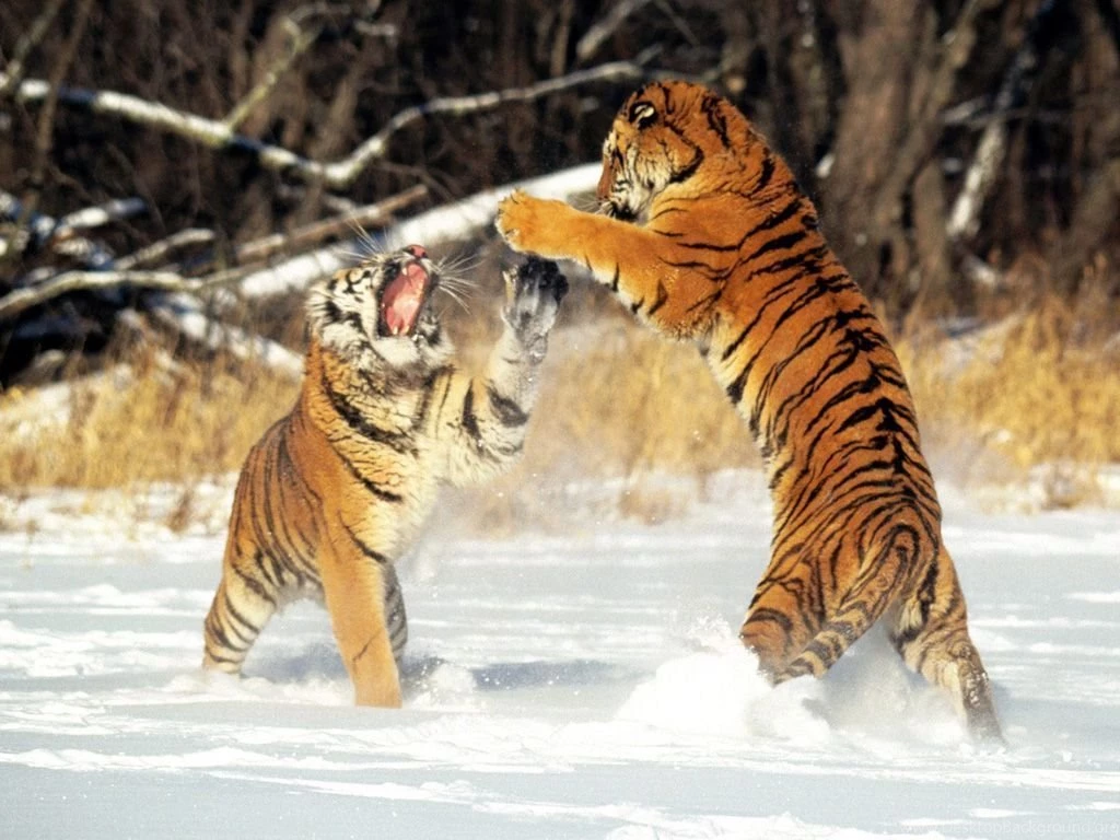 Cute Tiger Wallpapers