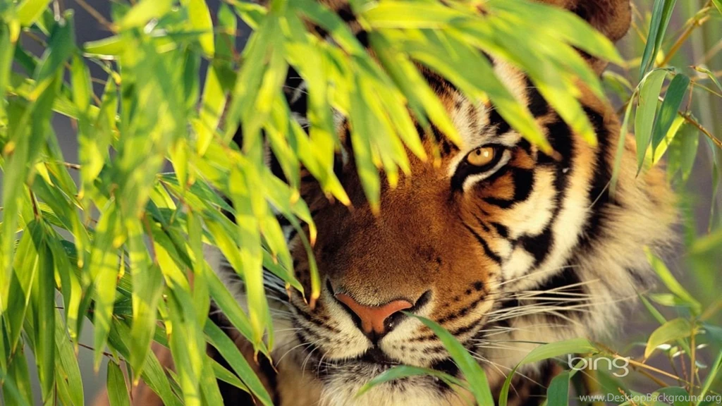 Tiger Wallpapers Hd 1366×768Wallpapers Of Insect And Animals ...