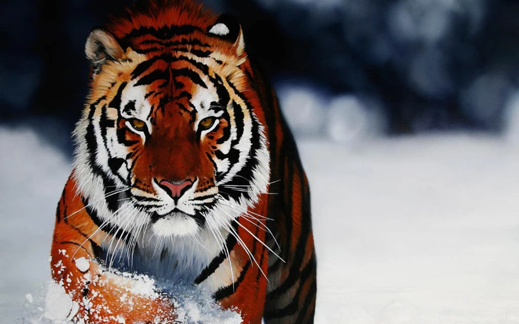 Tiger HD Wallpapers And Backgrounds