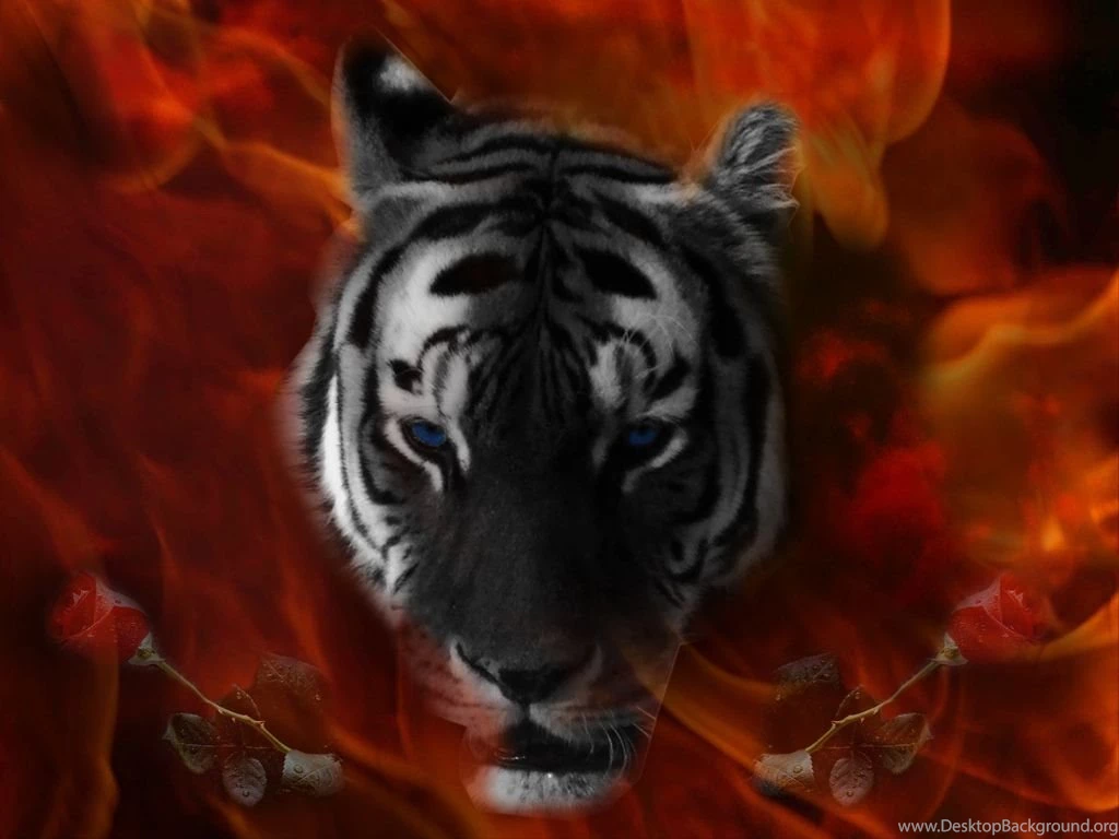 Black Tiger Wallpapers   Desktop Backgrounds