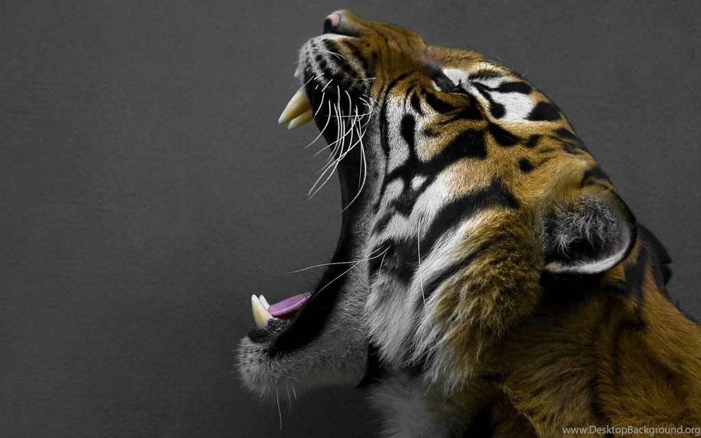 Yawning Tiger Wallpapers