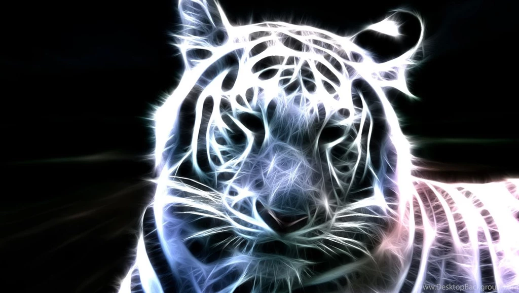 White Tiger Wallpapers HD Wallpapers Lovely