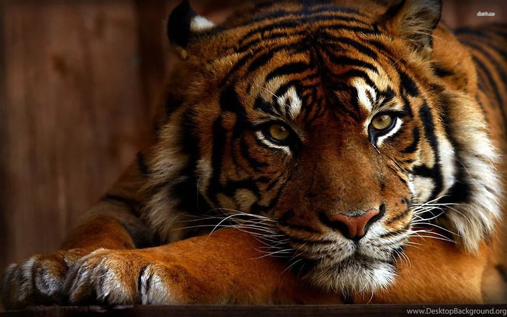 Tiger Mac Backgrounds Top Wallpapers / Wallpapers Tiger 11340 High ...