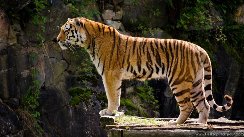 Awesome Royal Filled HD Tiger Wallpapers [Hand Picked]   Stugon