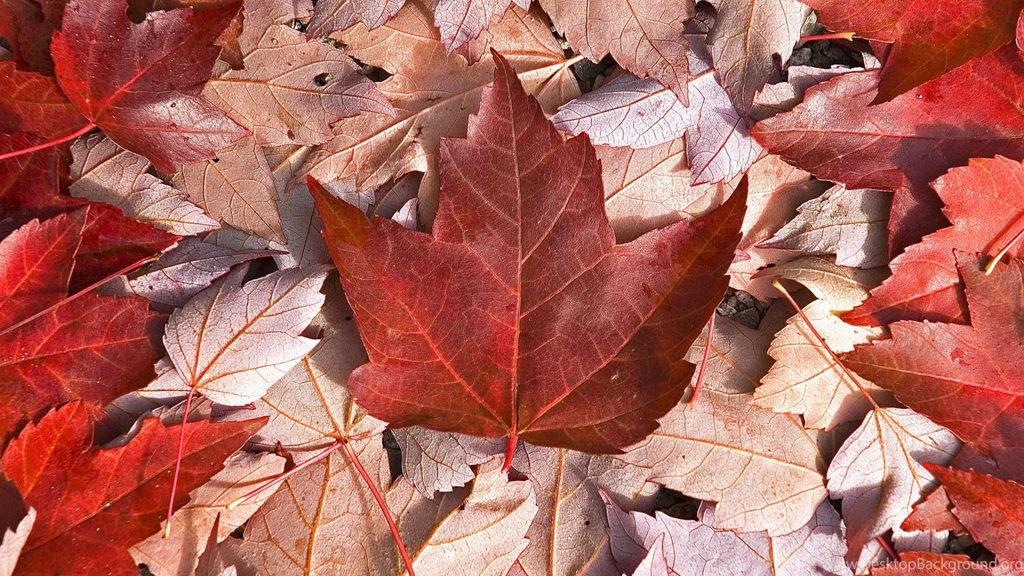Download Wallpapers 3840x2160 Canada, Flag, Leaves, Maple, Cool 4K ...