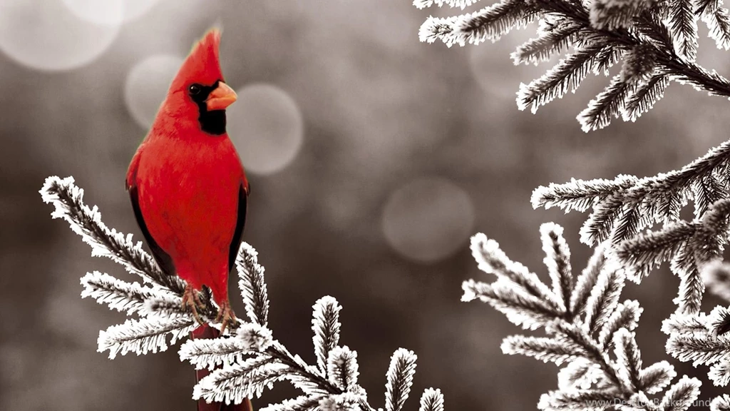 Winter Cardinal Bird Desktop Backgrounds Wallpapers Attachment 3843 ...