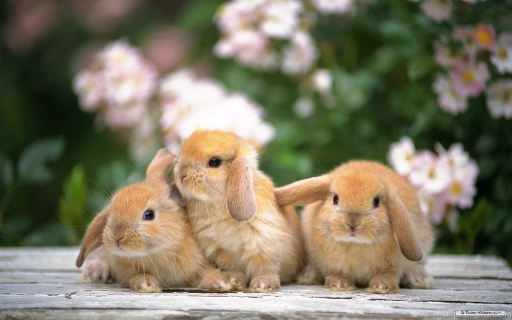 Rabbit Wallpapers HD Pictures