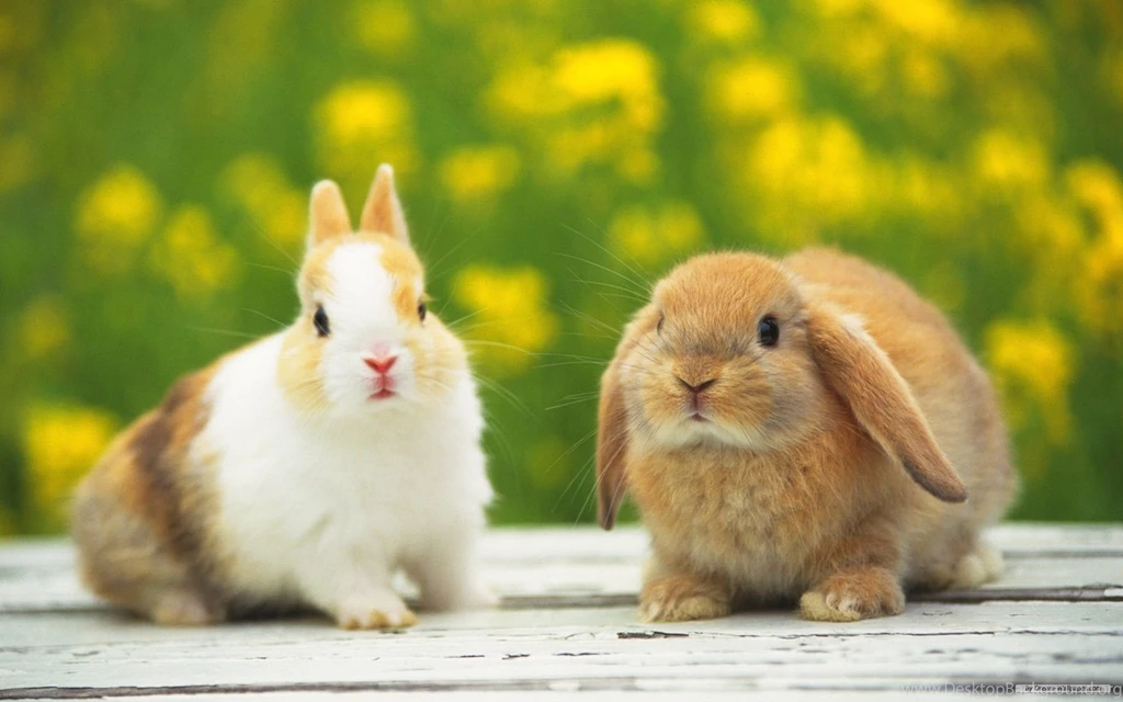 Rabbit_wallpaper_047.jpg
