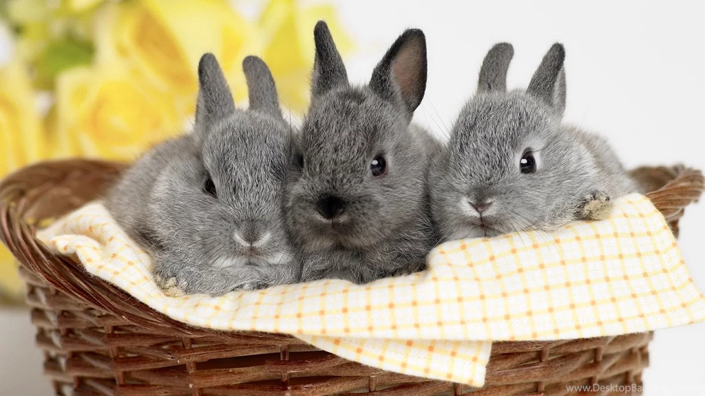 Rabbit Wallpapers